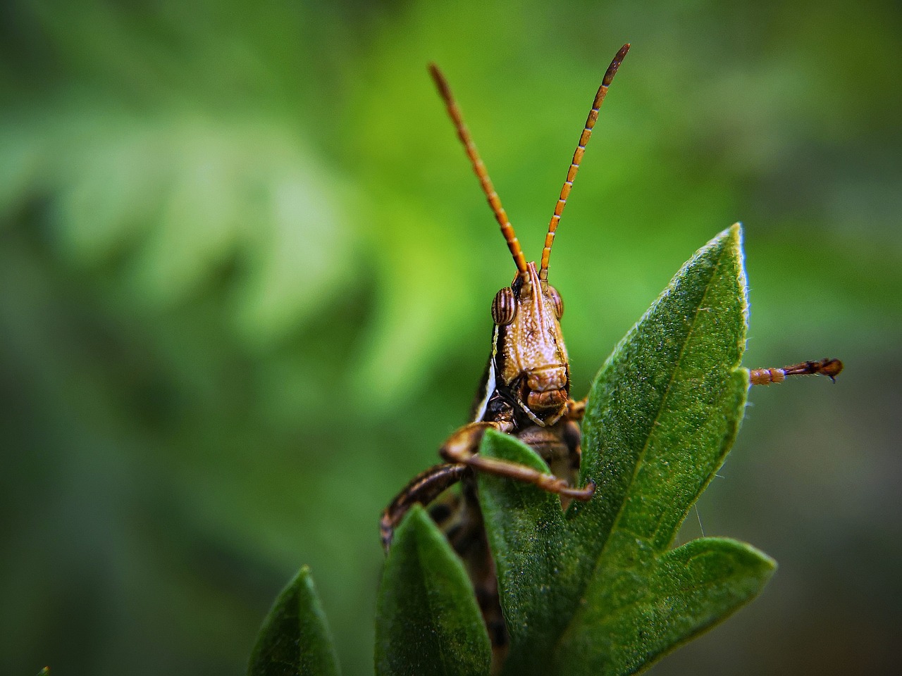 Natural Pest Control - Methods and Benefits